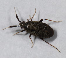 Imago