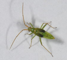 Nymfe