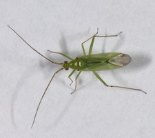 Imago