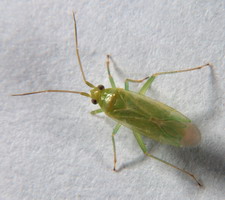 Imago
