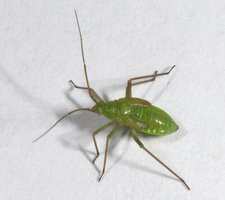 Nymfe