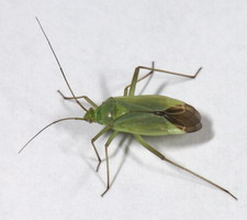 Imago