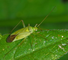Imago