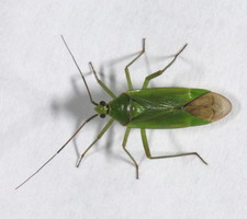 Imago