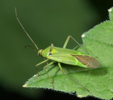 Imago
