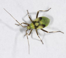 Nymfe