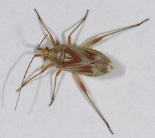 Imago