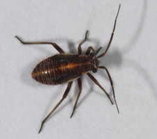 Nymfe