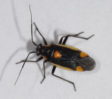 Imago