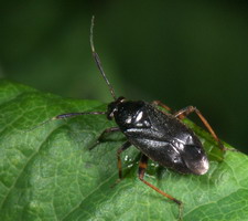 Imago