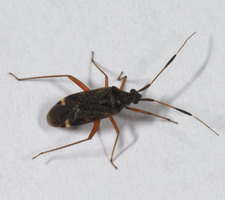imago
