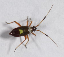 Nymfe