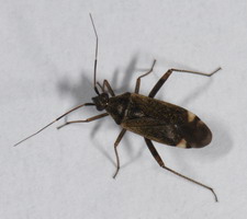 Imago