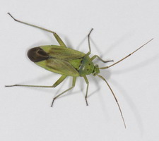 Imago: Typisk form