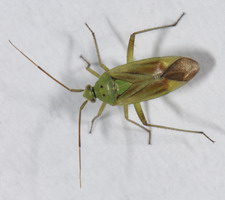 Imago: Farvevariant