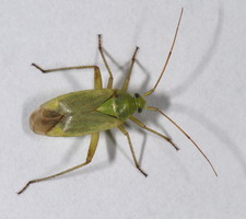 Imago: Uden prikker p pronotum