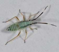 Nymfe