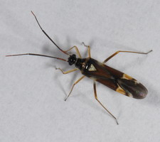 Imago