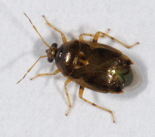 Imago