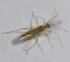 Imago