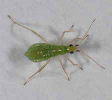Nymfe