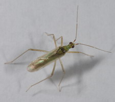 Imago: Langvinget form