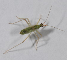 Nymfe