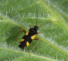 Imago