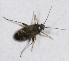 Imago