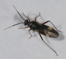 Imago