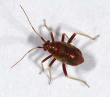 Nymfe