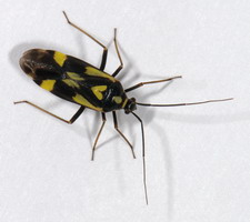 Imago