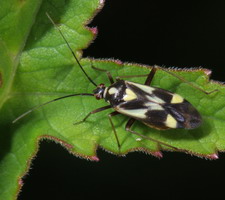 Imago