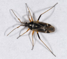 Imago: Han