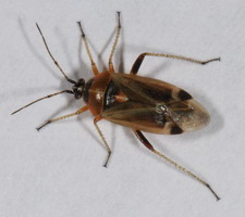Imago: Hun