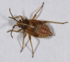 Nymfe