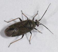 Imago: Han