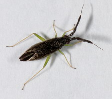 Imago