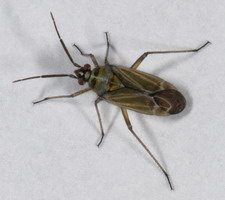 Imago