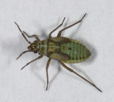 Nymfe