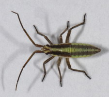 Nymfe