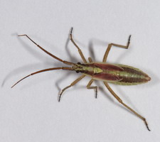 Imago: Hun
