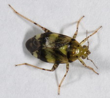 Imago: Farvevariant