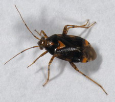 Imago: Typisk form
