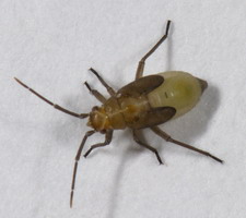 Imago