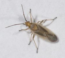 Imago