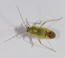 Imago