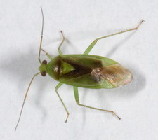 Imago