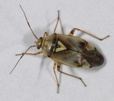 Imago