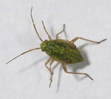 Nymfe